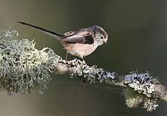 Long-tailed Tit